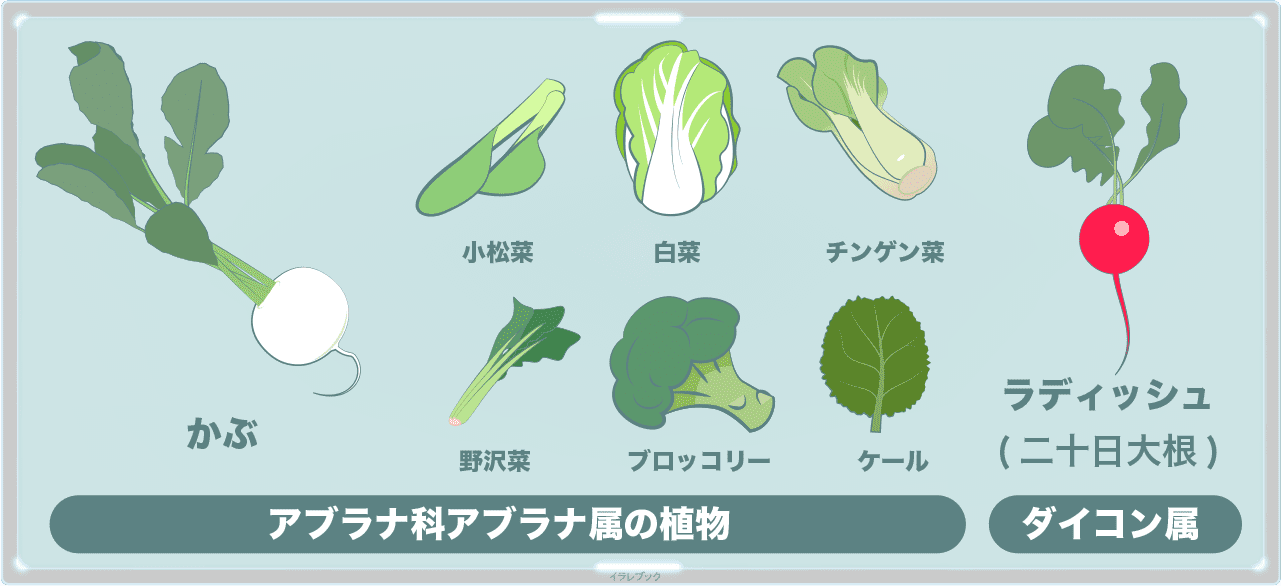 アブラナ科アブラナ属の植物、かぶ、小松菜、白菜、青梗菜、野沢菜、ブロッコリー、ケール、ラディッシュ