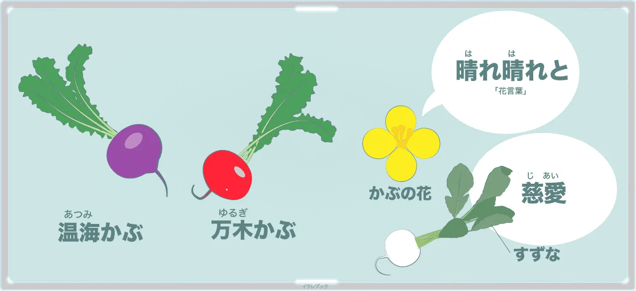 万木かぶ、温海かぶ、かぶの花、すずな