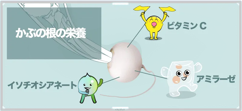 かぶの根の栄養一覧