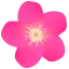 梅の花