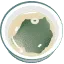 めかぶ料理