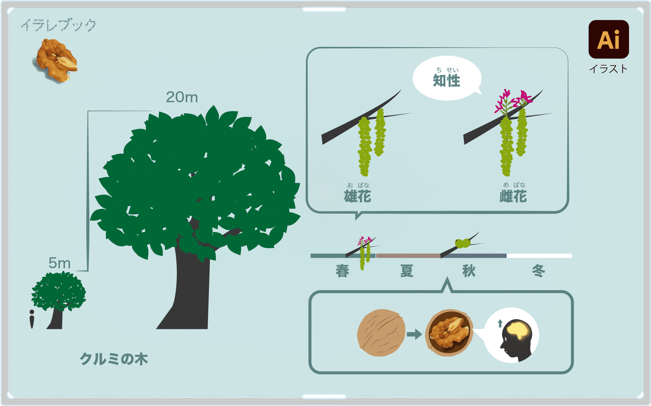 クルミの木の大きさ、花と実の図解