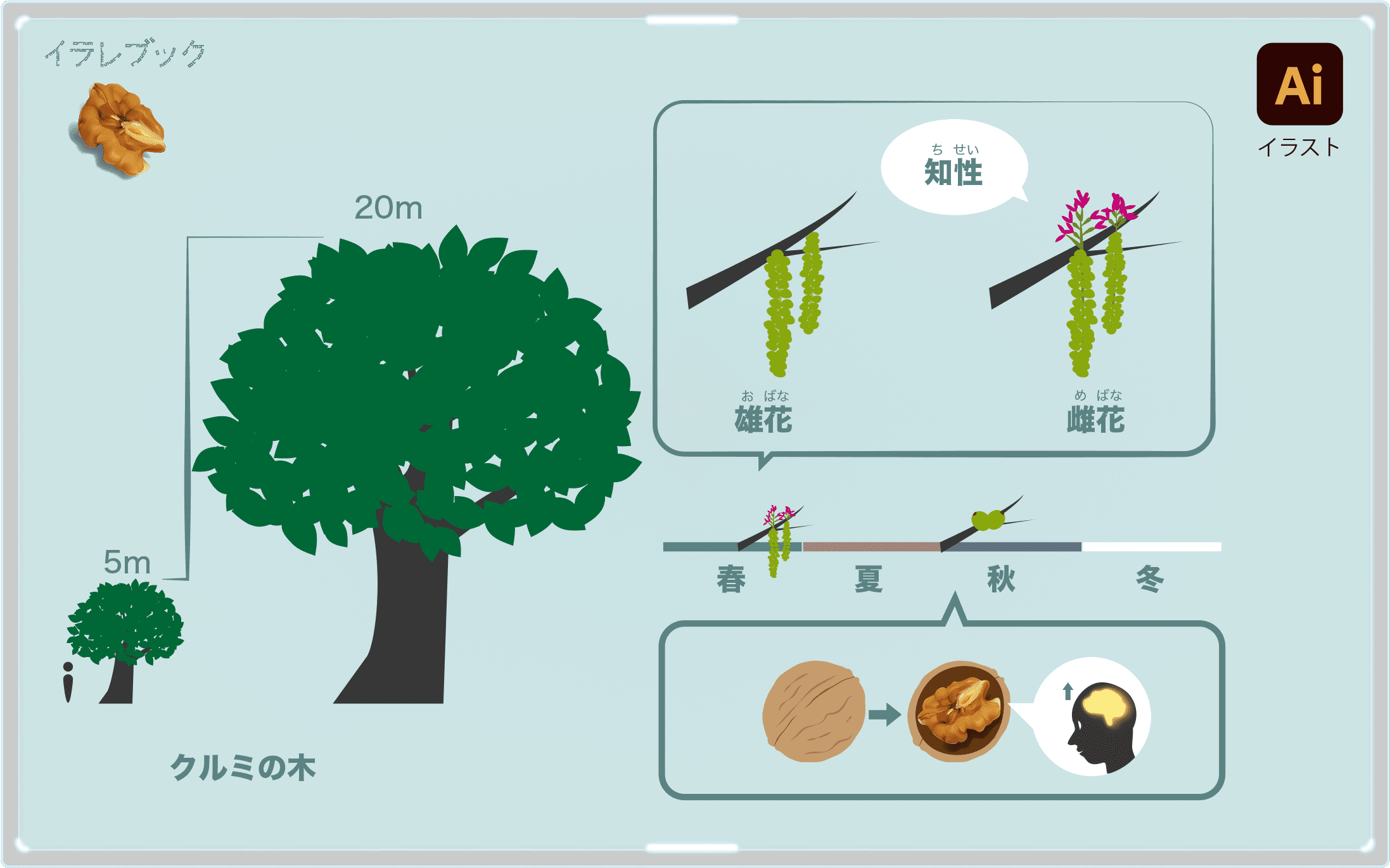 クルミ 脳にもいい栄養 くるみ割り人形の物語とブレインフード胡桃 Walnuts