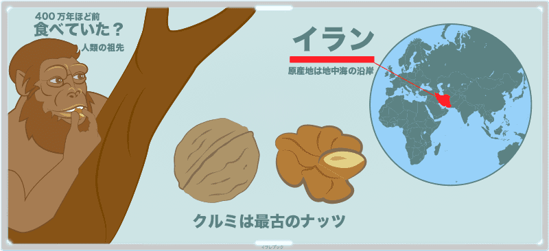胡桃は人類誕生より先に存在していた。最古のナッツ