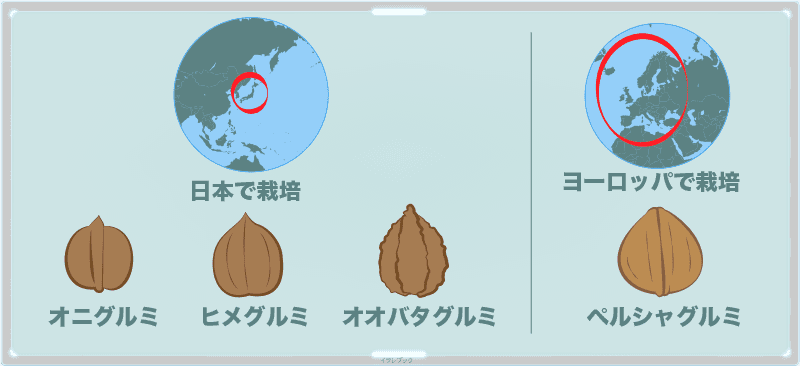 日本で栽培されていたのはオニグルミ、ヒメグルミ、オオバタグルミ。ヨーロッパはペルシャグルミ