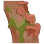 きくらげの育ち方