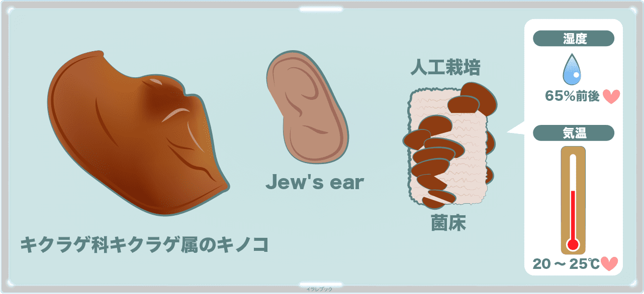 きくらげは英語でJew's ear(ユダの耳)と呼ばれる。菌床で人工栽培される