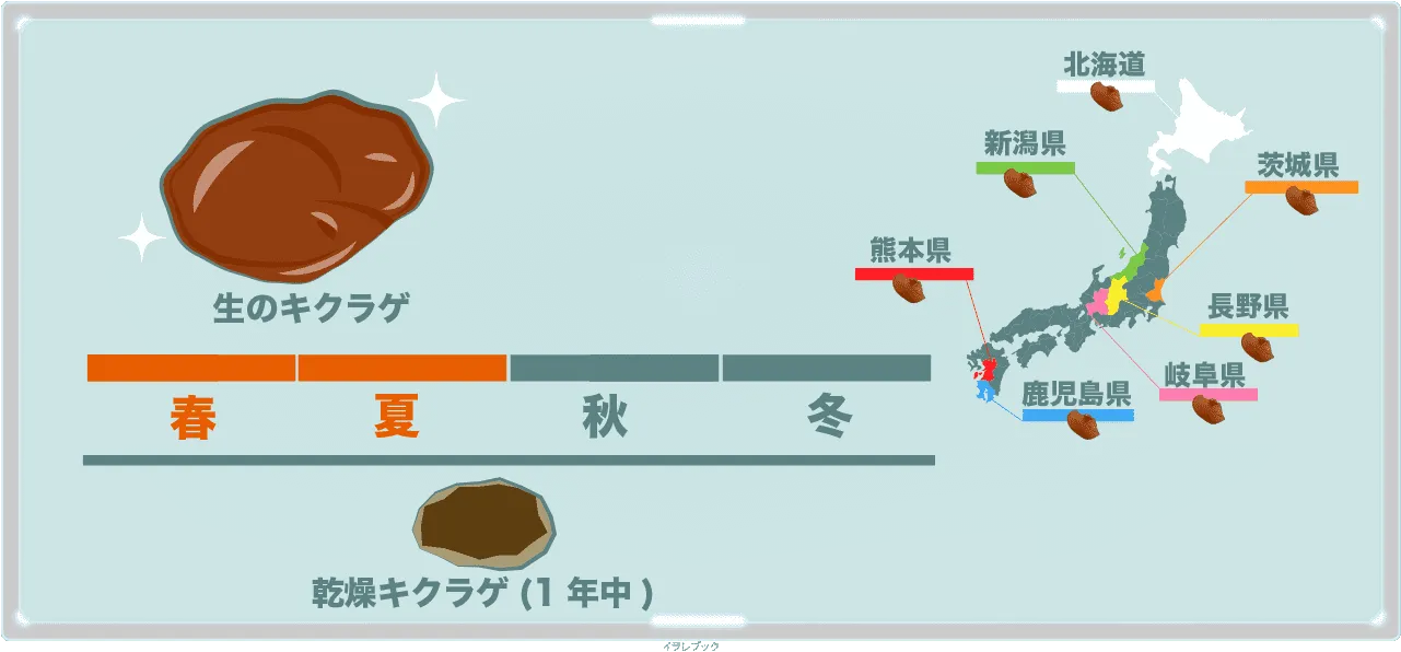 生のきくらげは春から夏、乾燥きくらげは年中食べられる