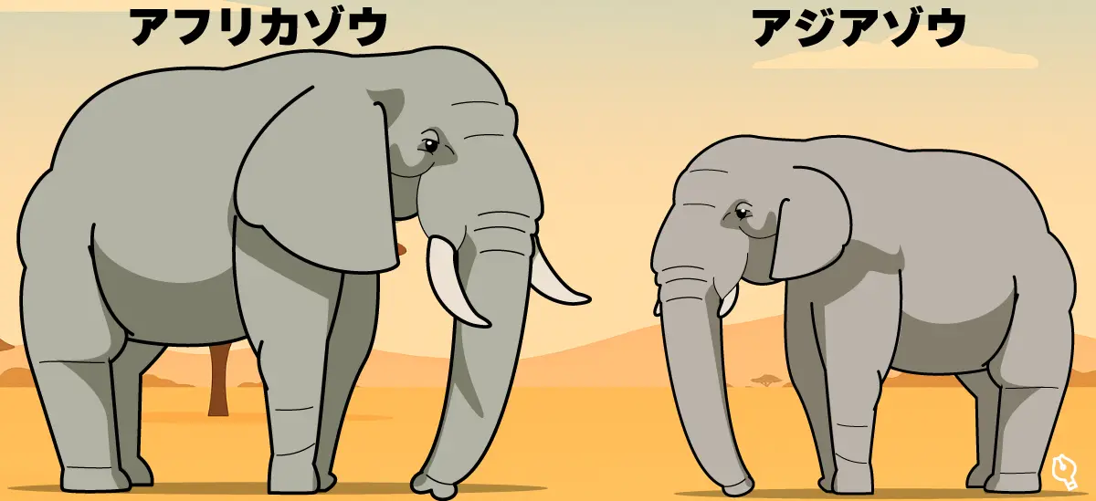 アフリカゾウとアジアゾウ