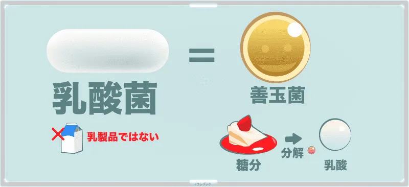 乳酸菌は乳製品ではなく、糖分を分解して乳酸を作る善玉菌